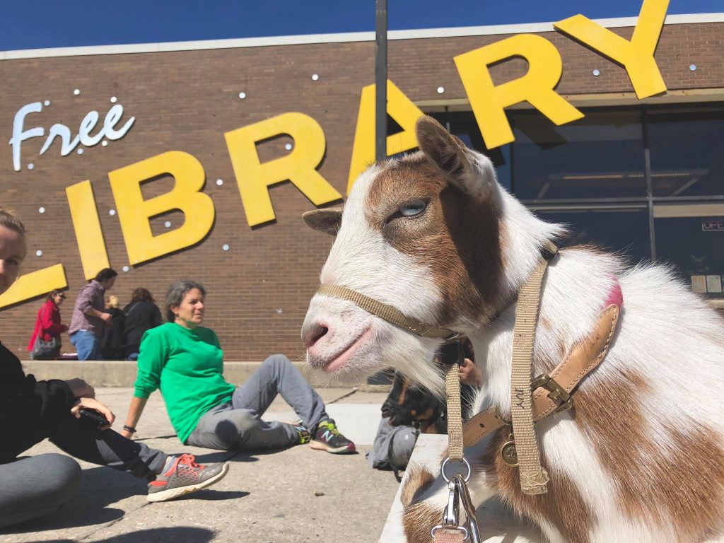 A goat looks closely at the camera. Behind it appears to be a seated group in front of a building with a sign saying "Library."
